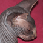 Equinoxe