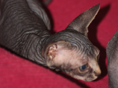 Étincelle