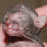 Nephtys